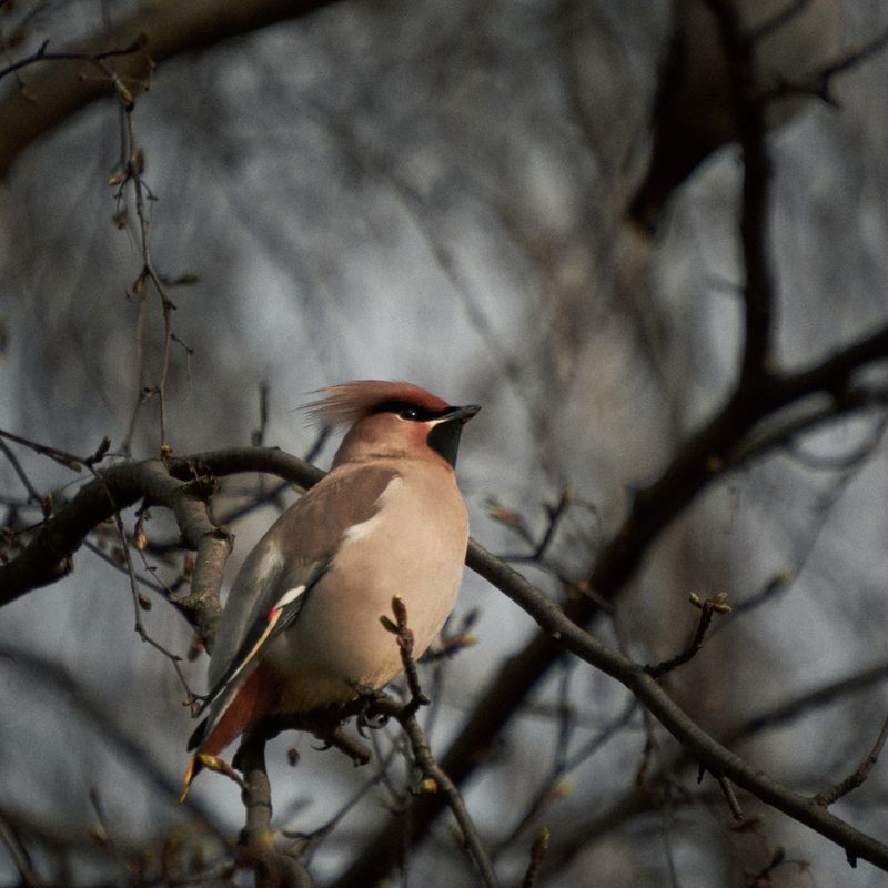 Свиристель · Sony a6700